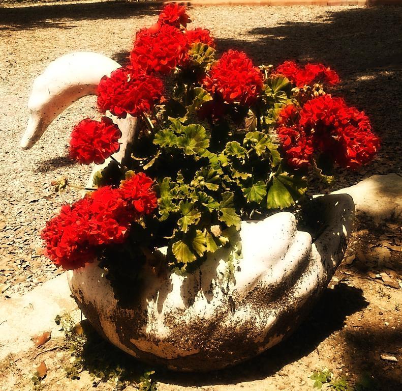 Borgo Mucellena Konuk evi Casole dʼElsa Dış mekan fotoğraf